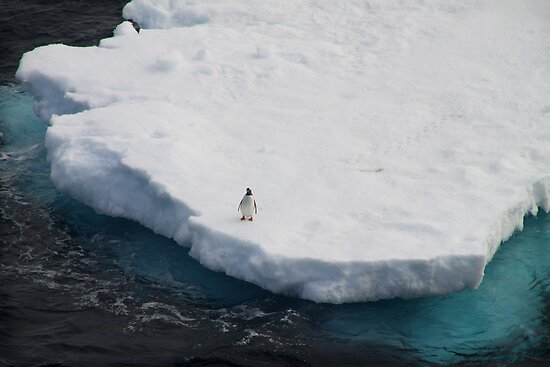 lone penguin