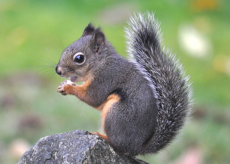 quot snack time douglas squirrel quot by carl olsen redbubble quot snack time douglas squirrel quot by carl olsen redbubble