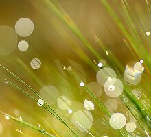 Blades of Grass by Kasia Nowak