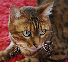 Gently fierce by Marjorie Wallace
