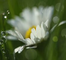 Waking up by lorrainem