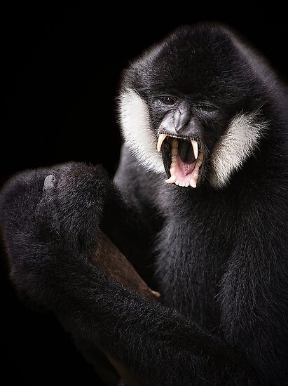 &ldquo;Black Crested Gibbon&rdquo; by Scott Carr | Redbubble