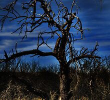 Night Falls by Barbara Manis