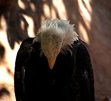 Ashamed by Loree McComb