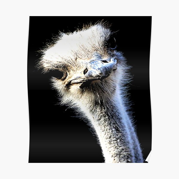 Ostrich Face With Goofy Expression Poster For Sale By Taiche Redbubble