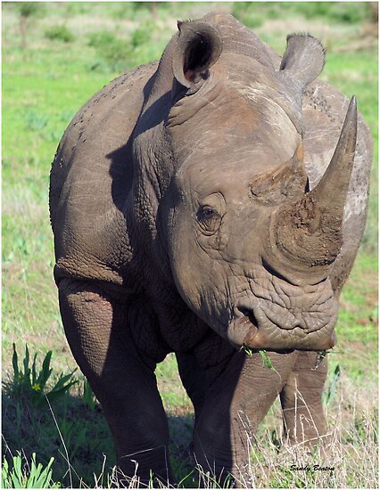 White Rhino Mating