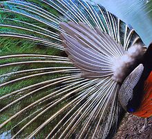 Contrary by Merlina Capalini