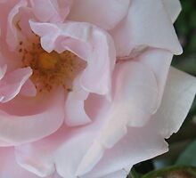 Bashful Pink by MarianBendeth