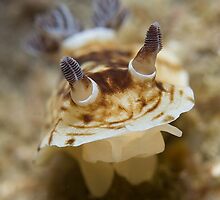 Pancake Nudibranch by George Borovskis