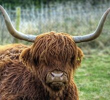 A Highland Coo! by NeilAlderney