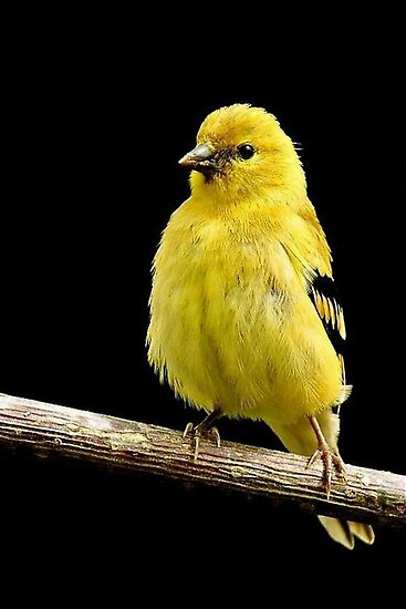 Washington Goldfinch