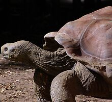 Slow and Steady Wins the Race by tarynb