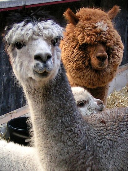 Two Alpacas