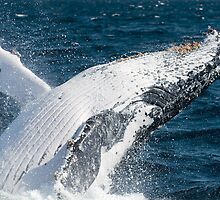 "JOY" - Humpback Whale Breaching by Karen Willshaw