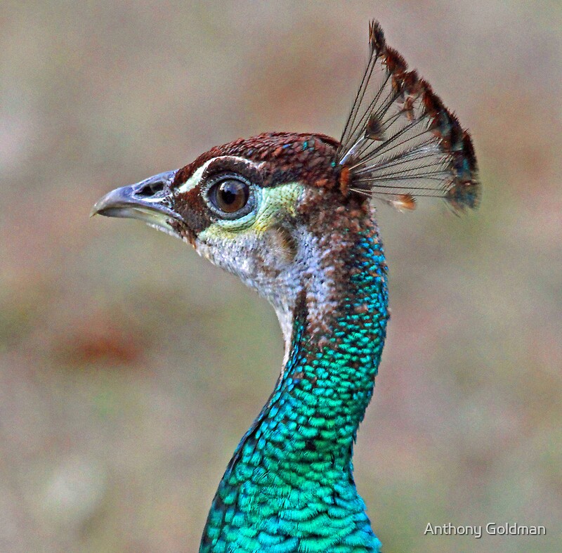 "Pretty Female Peacock" By Jozi1 | Redbubble