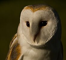 Wisdom in the early hours by FacetEyePhoto