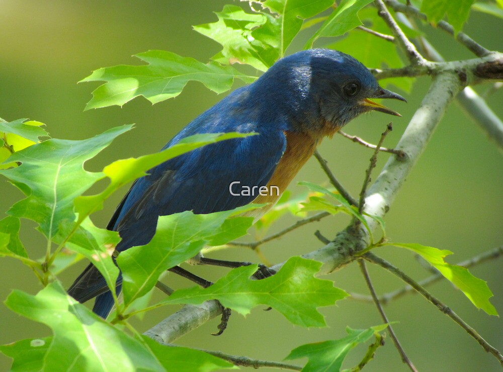 "Singing Bluebird" by Caren | Redbubble