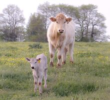 Charolais Cattle by 1illustlady
