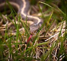 Serpent in the Grass by Reese Ferrier