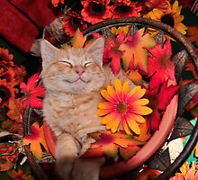 Good Morning Smile ~ Cute Kitty Cat Kitten in Fall Colors taking a Nap by Chantal PhotoPix