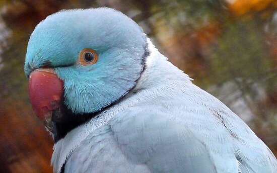 blue ringneck parakeet