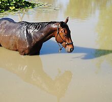 Three Horses by Kelly Kitchens