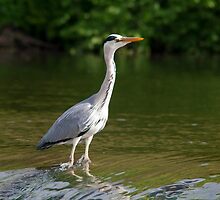 Fishing for din dins by Michael Neal