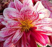 Flowers whisper "Beauty!" to the world by Sunil Bhardwaj