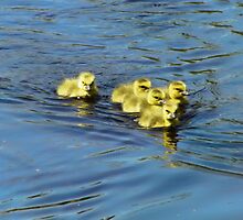 Why Not Now by Pamela Phelps