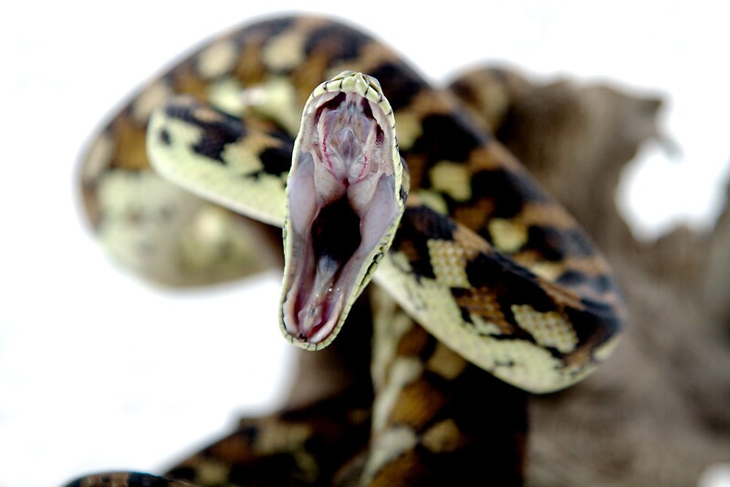 "Darwin Carpet Python yawning" by Linda Claridge Redbubble