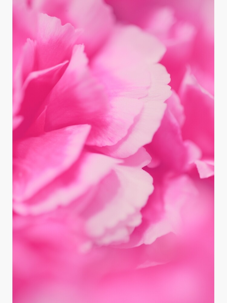 Hot Pink Rose Flower Petals Poster For Sale By Newburyboutique