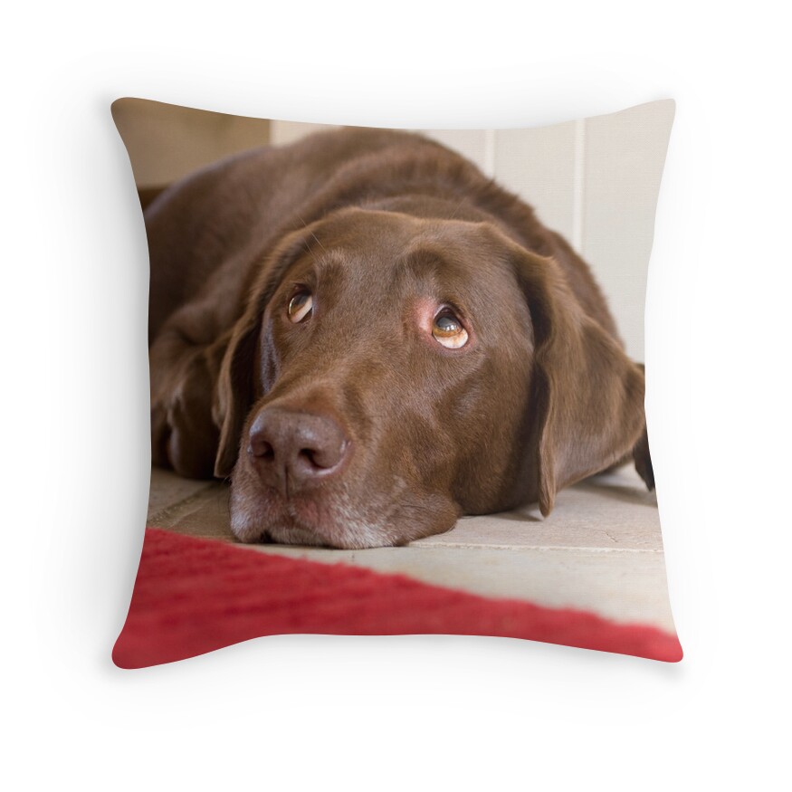 chocolate lab christmas pillow