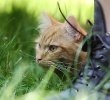 whiskers, laces and blades of grass by Ben Luck