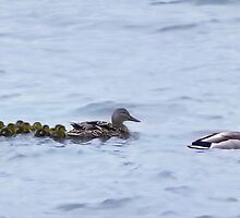 * ˛˚ ♥ 。✰˚* ˚ ★ღ.(●̮̮̃•̃)..(●̮̮̃•̃) Mom & Dad And Our Ten Little Babies Quack Quack* ˛˚ ♥ 。✰˚* ˚ ★ღ by ✿✿ Bonita ✿✿ ђєℓℓσ