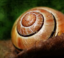 Snail by RosiLorz