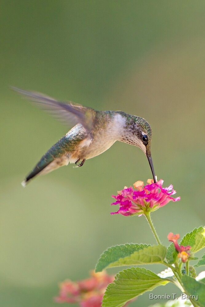 quot hummingbird and lantana quot by bonnie t barry redbubble quot hummingbird and lantana quot by bonnie t barry redbubble