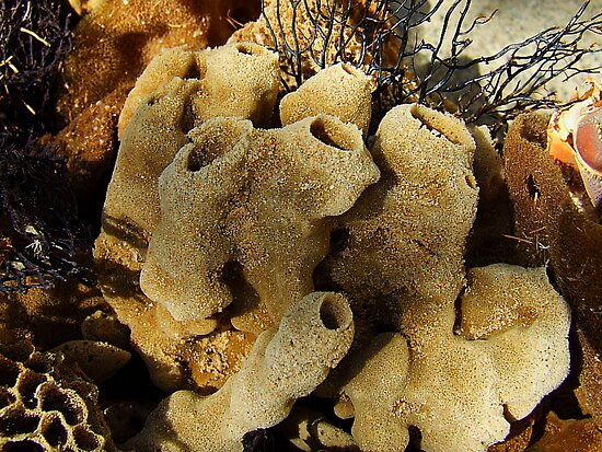 sponges in ocean. Sea Sponges.