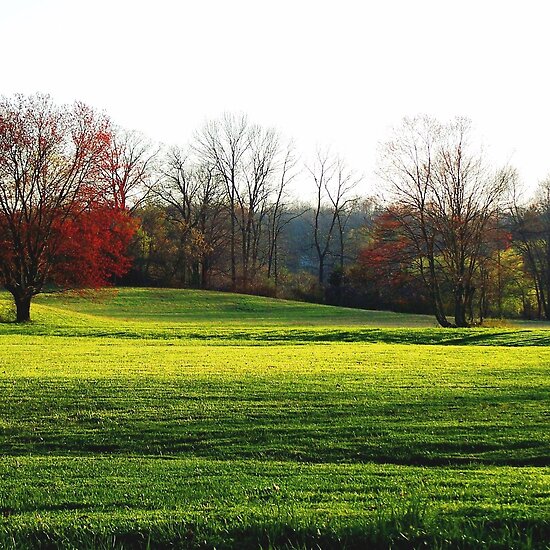 work.1029670.7.flat,550x550,075,f.shadows-across-the-grassy-meadow.jpg