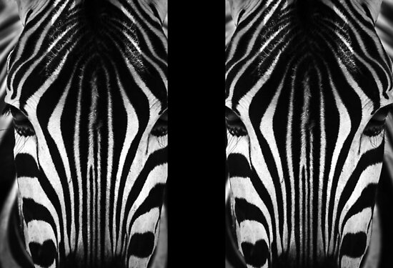 Zebra Face belongs to the following groups: Black and White Photography - NO 