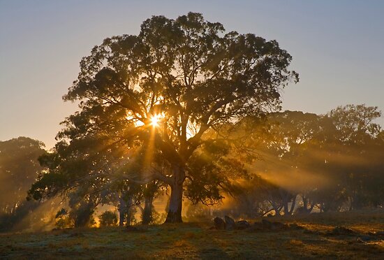 Let there be Light -
