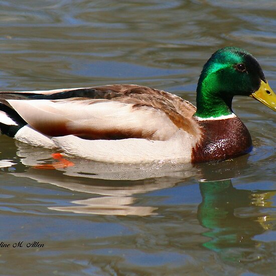 புறாபோன்ற வாத்து. Work.1156571.15.flat,550x550,075,f.male-mallard-duck