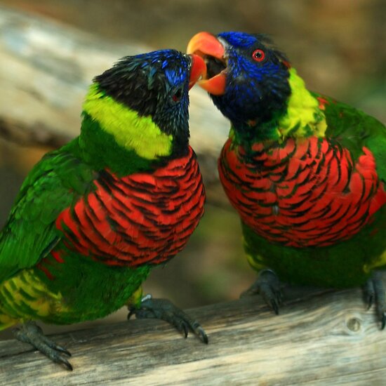 two love birds kissing. Love Birds Kissing Pictures