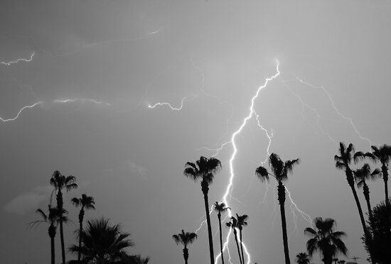 black and white pictures of trees. Black and white of a Lightning