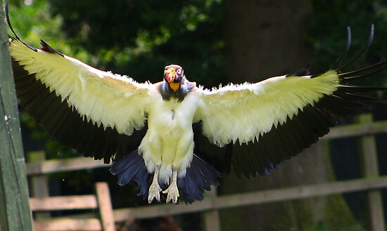 Pictures Of King Vulture - Free King Vulture pictures 