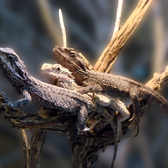 bearded dragon reptile