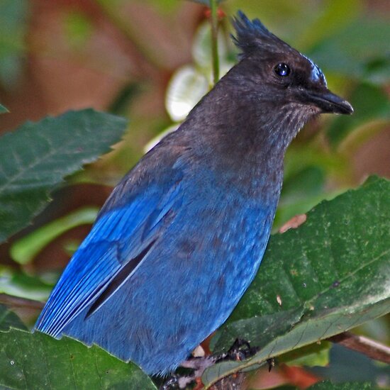 stellar blue stellar blue