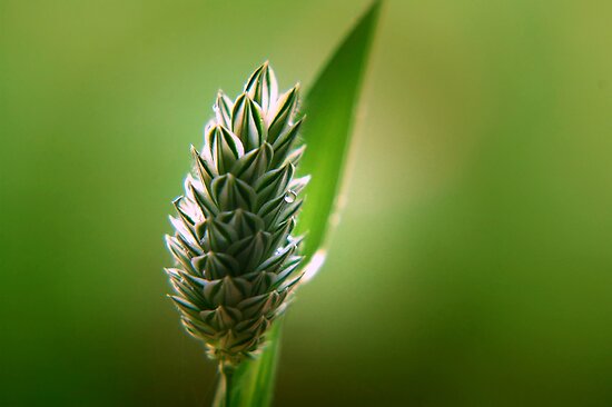 Blade Of Grass