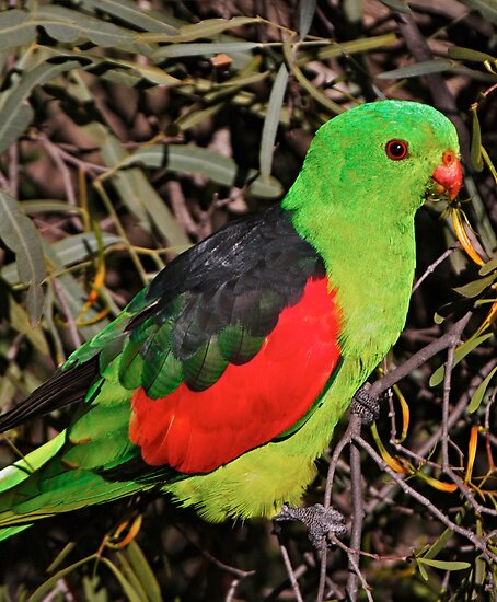 work.169279.16.flat,550x550,075,f.red-winged-parrot.jpg