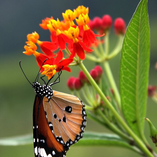 Fun & Info @ Keralites.net