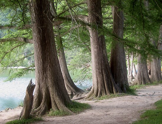 Yesterday's Trees by Wendy J. St. Christopher